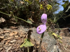Hypoestes cumingiana