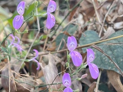 Hypoestes cumingiana