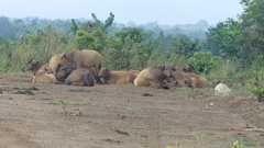 Syncerus caffer nanus