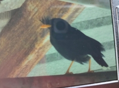 Acridotheres grandis