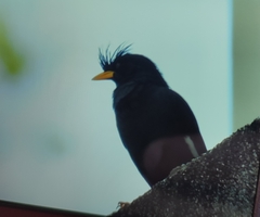 Acridotheres grandis