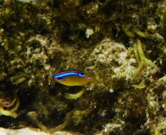 Pomacentrus bankanensis