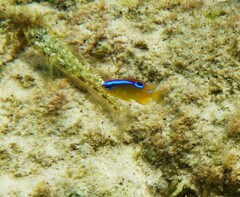 Pomacentrus bankanensis