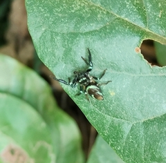 Thiania bhamoensis
