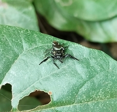Thiania bhamoensis
