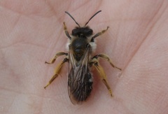 Andrena gravida