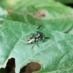 Thiania bhamoensis
