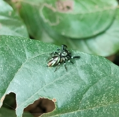 Thiania bhamoensis