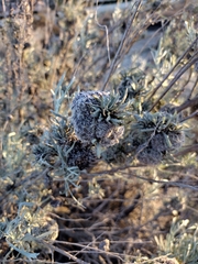 Rhopalomyia medusirrasa