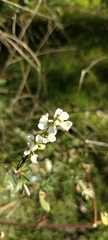 Melilotus albus