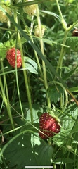 Fragaria orientalis