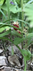 Fragaria orientalis