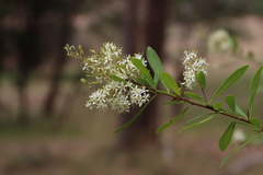 Bursaria spinosa spinosa