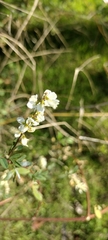 Melilotus albus