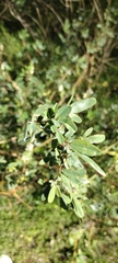 Melilotus albus