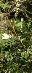 Melilotus albus