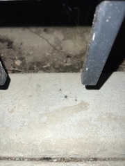 Latrodectus geometricus