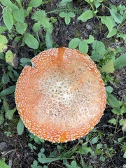 Amanita muscaria