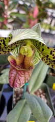 Sigmatopetalum