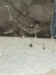 Latrodectus geometricus
