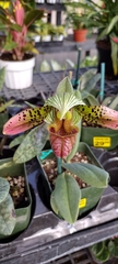 Sigmatopetalum