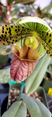 Sigmatopetalum