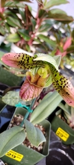 Sigmatopetalum