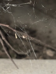 Latrodectus geometricus