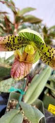 Sigmatopetalum