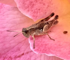 Phaulacridium vittatum