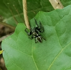 Carrhotus viduus