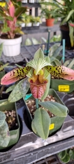 Sigmatopetalum
