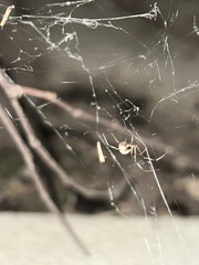 Latrodectus geometricus