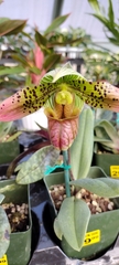 Sigmatopetalum