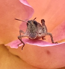 Phaulacridium vittatum