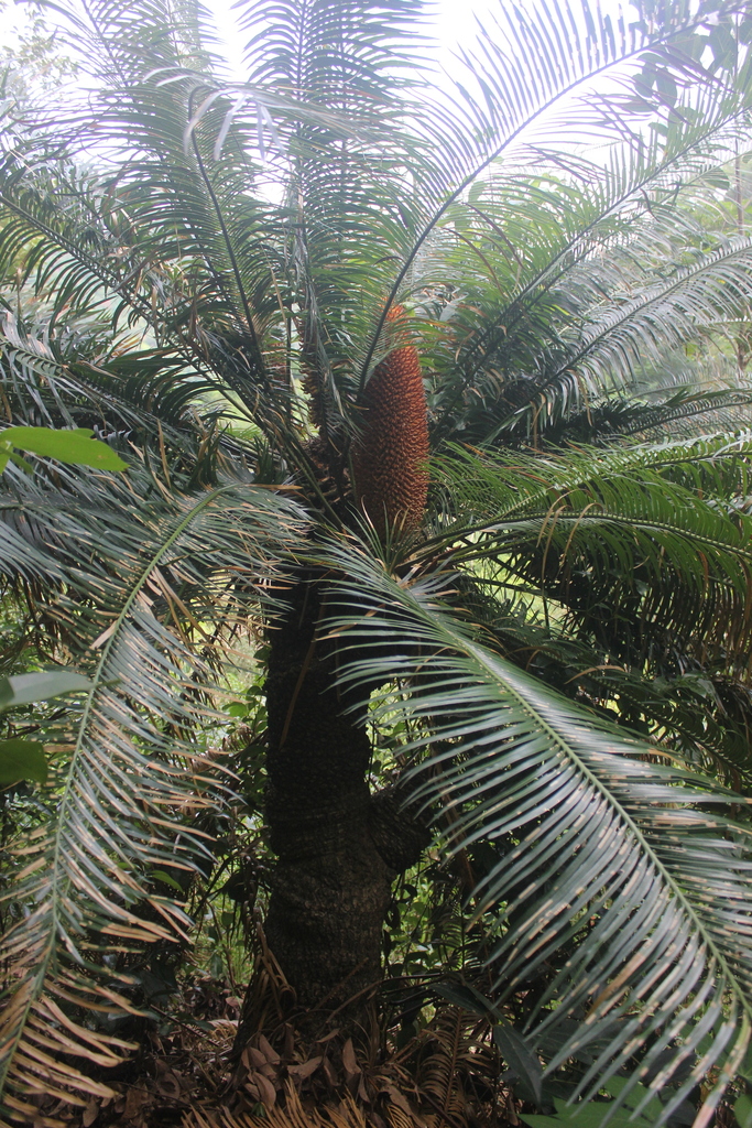 Cycas nathorstii