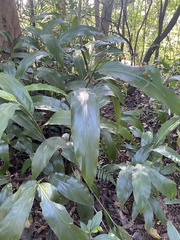 Alpinia intermedia