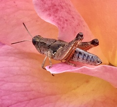 Phaulacridium vittatum