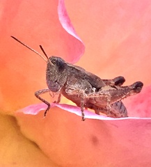 Phaulacridium vittatum