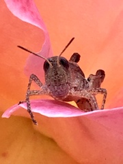 Phaulacridium vittatum