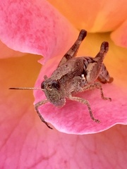 Phaulacridium vittatum