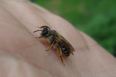 Andrena gravida