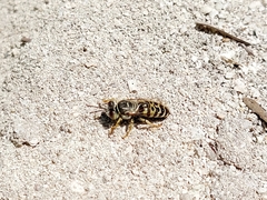 Bembix borrei