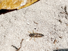 Bembix borrei