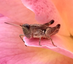 Phaulacridium vittatum