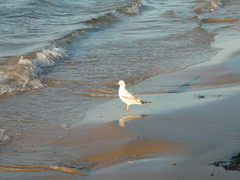 Chroicocephalus ridibundus