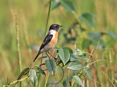 Saxicola maurus