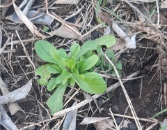 Valerianella radiata