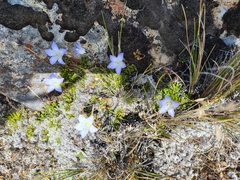 Wahlenbergia pygmaea