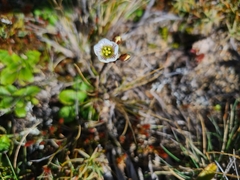 Gentianella bellidifolia